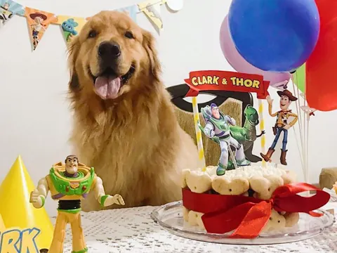 Golden retriever na festa Toy Story